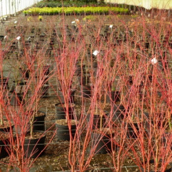 Acer palmatum Sangokaku