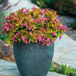 Weigela PRISM™ Magic Carpet