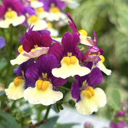 Nemesia fruticans 'Menor magenta'