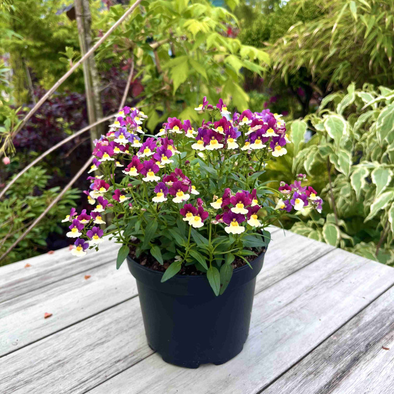 Nemesia fruticans 'Menor magenta'