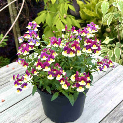 Nemesia fruticans 'Menor magenta'