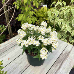 Nemesia Honey White
