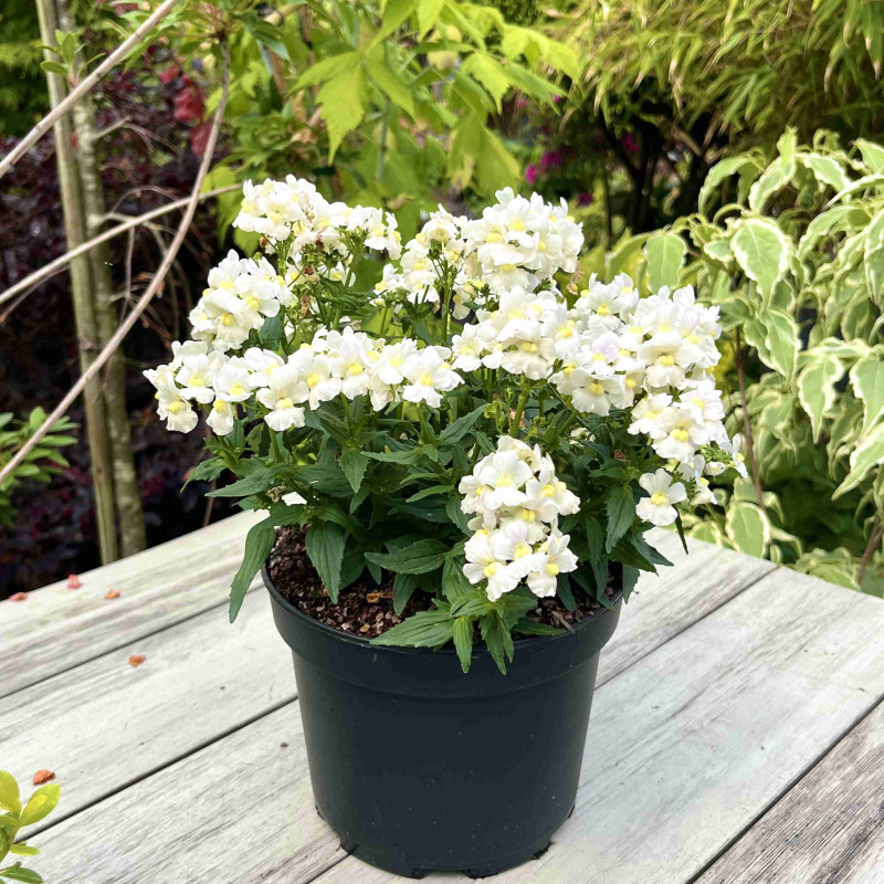 Nemesia Honey White