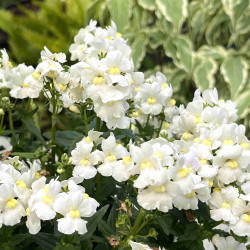 Nemesia Honey White
