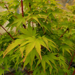 Acer palmatum Sangokaku