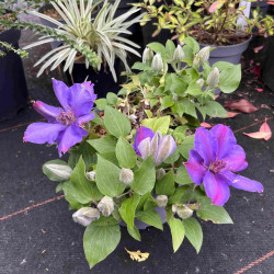 Clematis ‘Tudor - Sibyl