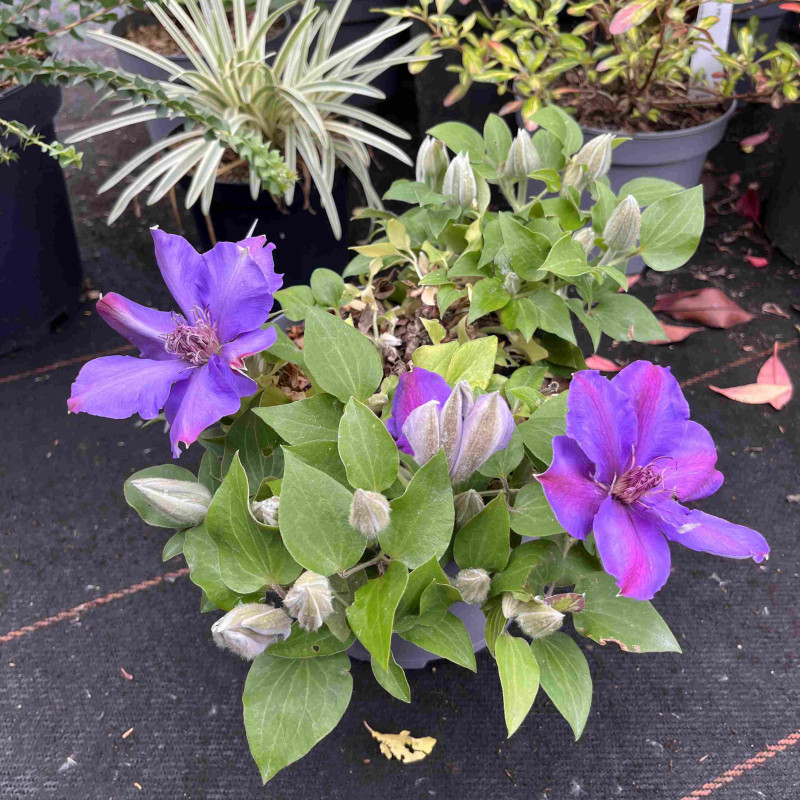 Clematis ‘Tudor - Sibyl