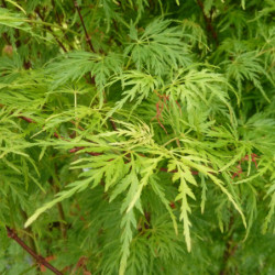 Acer palmatum Seiryu