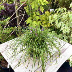 Ophiopogon wallichianus