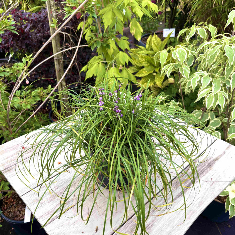 Ophiopogon wallichianus
