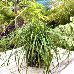 Ophiopogon wallichianus