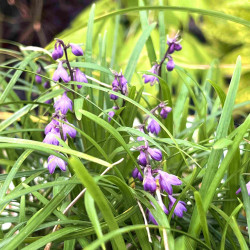 Ophiopogon wallichianus