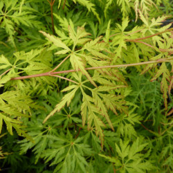 Acer palmatum Seiryu