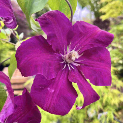 Clematis Rouge Cardinal