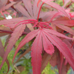 Acer palmatum ‘Shaina’