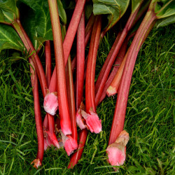 Rhubarbe Fulton's Strawberry Surprise