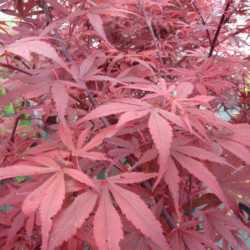 Acer palmatum ‘Shaina’
