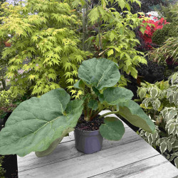 Rhubarbe Livingstone