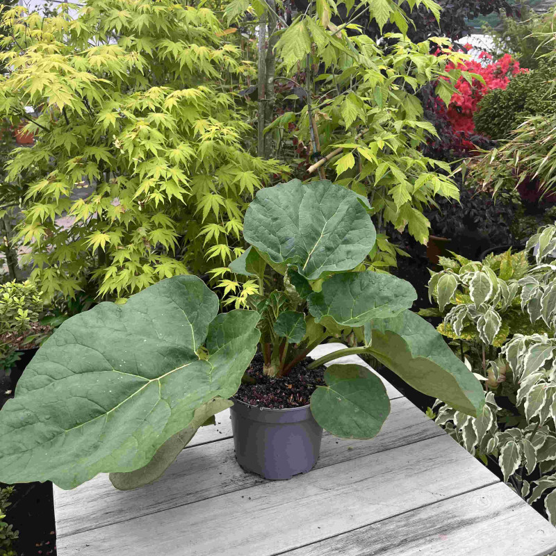 Rhubarbe Livingstone