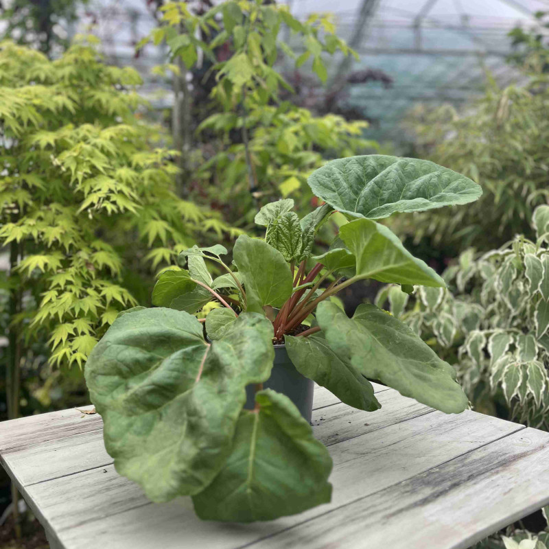 Rhubarbe Fulton's Strawberry Surprise