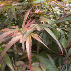 Acer palmatum ‘Shaina’