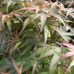 Acer palmatum ‘Shaina’