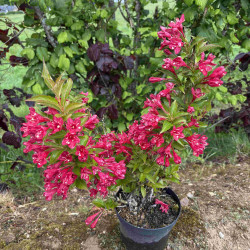 Weigela ‘Red Prince’