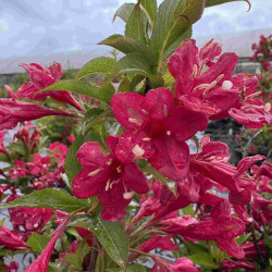Weigela ‘Red Prince’