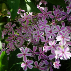 Phlox subulata ‘Candy Stripes’