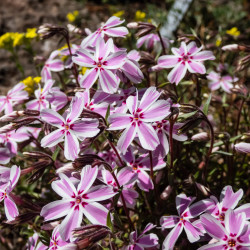 Phlox subulata ‘Candy Stripes’