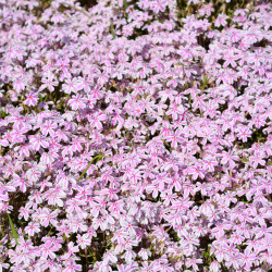 Phlox subulata ‘Candy Stripes’
