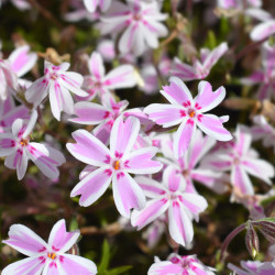 Phlox subulata ‘Candy Stripes’