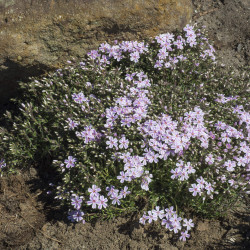 Phlox subulata ‘Candy Stripes’