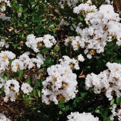 Lagerstroemia indica ‘With Love Virgin‘