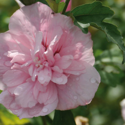 Hibiscus syriacus ‘Pink Chiffon‘
