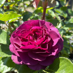 Rosier Purple Eden
