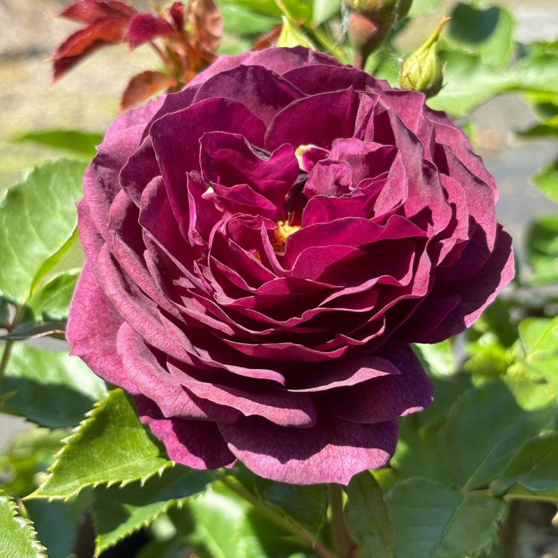 Rosier Purple Eden