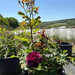 Rosier Purple Eden