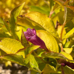 Weigela Magic Carpet