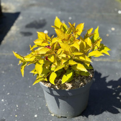 Weigela Magic Carpet