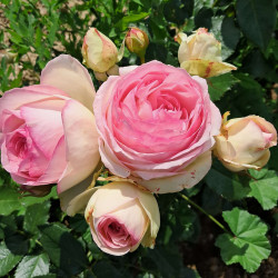 Rosier Pierre de Ronsard