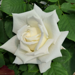 Rosier Pape Jean Paul II