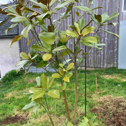 Magnolia grandiflora Nana