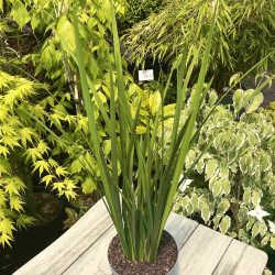 Iris sauvage jaune