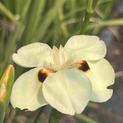 Iris sauvage jaune