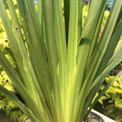 Iris sud-africain sauvage