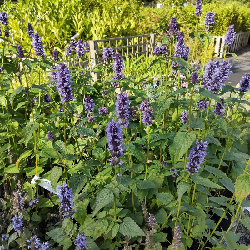 Agastache Black Adder