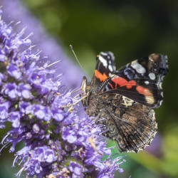 Agastache Black Adder