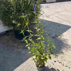 Agastache Black Adder