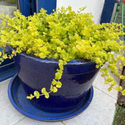 Lysimachia nummularia Aurea